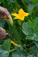 Picking courgette flower