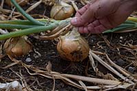 Harvesting an onion
