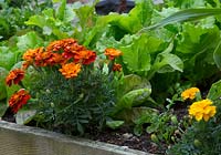 Raised bed with tagetes and salad leaves