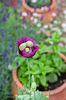 Papaver somniferum - Opium poppy opening in a herb garden