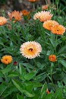 Calendula officinalis 'Orange flash' - Pot Marigold