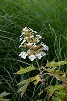 Hydrangea quercifolia 'Ice crystal' - Oakleaf Hydrangea 