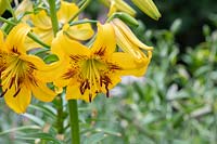 Lilium 'Yellow Bruse'  - Asiatic Lily 'Yellow Bruse' 