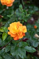 Rosa 'Precious amber' - Bush Rose 