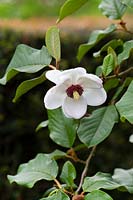 Magnolia Wilsonii 