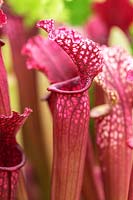 Sarracenia x stevensii - Pitcher Plant