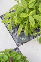 Label stone in checkerboard herb garden