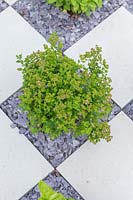 Marjoram - Oreganum in checkerboard garden with established herbs