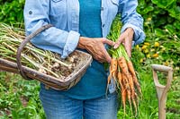 Woman holding trug with harvested Garlic and a bundle of newly harvest Carrot 'Karnavit'