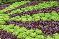 Lactuca sativa - Lettuce 'Navara', 'Mazur' and 'Amaze'