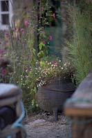 Erigeron karvinskianus flowering in old cast iron cauldron in RÃ­as de Galicia: A Garden at the End of the Earth. Designed by Rose McMonigall, sponsored by Turismo de Galicia. RHS Hampton Court Flower Show, 2018. 

