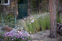 Erigeron glaucus 'Sea Breeze' growing amongst rocks with Leucanthemum and grasses. 
RiÂ­as de Galicia: A Garden at the End of the Earth. Designed by Rose McMonigall, sponsored by Turismo de Galicia. RHS Hampton Court Flower Show, 2018.

