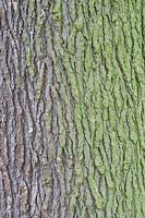 Cedrus deodara - Bark of a mature Deodar Cedar, also known as Himalayan Cedar
