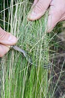 Person using old kitchen fork to remove dead foliage from Stipa tenuissima 'Pony Tails' in early spring.