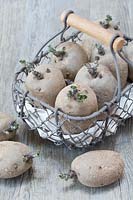Potatoes 'Desiree', chitting in a wire basket. 