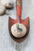 A chitting seed potato 'Desiree' on a vintage trowel. 