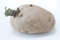 A chitting seed potato 'Desiree' 