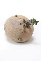 A chitting seed potato 'Desiree'