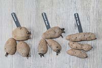 Chitting potatoes labelled 'Charlotte', 'Shetland Black' and 'Pink Fir Apple' on a wooden surface. 