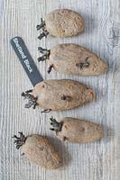 Chitting seed potatoes labelled 'Shetland Black' on a wooden surface. 