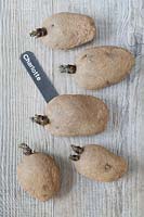 Chitting seed potatoes labelled 'Charlotte' on a wooden surface. 
