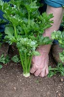 Gardener removing the outer leaves of Apium graveolens var. rapaceum -  Celeriac - to expose the crown and encourage the bulb to develop. 