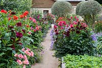 View along a kitchen garden path flanked by Dahlia, Aster and Alstroemeria. Clipped olive trees add structure.