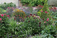 Flowering dahlias, geraniums and heleniums grow with clipped topiary in walled garden. 
