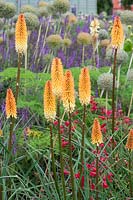 Kniphofia 'Tawny King' - Red Hot Poker 'Tawny King' in a garden border. 