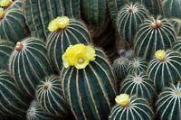 Parodia magnifica - Ball Cactus