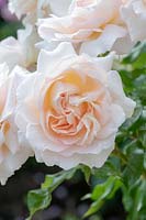 Rosa Chandos Beauty 'Harmisty' - Rose 'Chandos Beauty'
