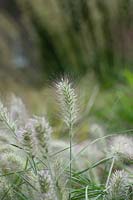 Pennisetum villosum - Feathertop 