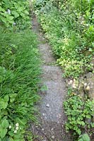 Narrow path between garden borders of Fragaria moschata, Ranunculus polyanthemos and Melica uniflora.