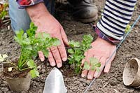 Gardener firming in young Apium graveolens var. rapaceum - Celeriac 'Monarch' into hole in soil.
