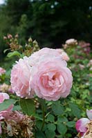 Rosa 'Claire Renaissance' - Rose 'Claire Renaissance'