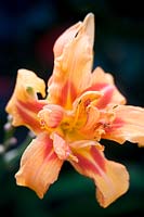 Hemerocallis - Day Lily 