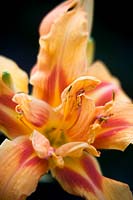 Hemerocallis - Day Lily 