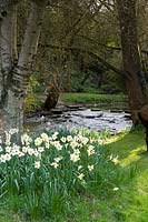 Flowering Narcissi and trees growing on bank of river. Abbey House Gardens, Malmesbury, UK. 