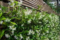 Flowering Trachelospermum Jasminoides - Confederate Jasmine grows up garden wall in urban garden. 