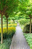 Boardwalk pathway runs along borders of Robinia trees, Geranium and Lysimachia punctata. Amersterdam, The Netherlands.