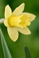 Narcissus  'Gipsy Queen'  - Daffodil  'Gipsy Queen'  
