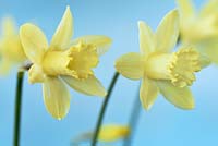 Narcissus 'Gipsy Queen' - Daffodil 'Gipsy Queen'