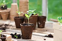 A zinnia seedling in a small biodegradable pot on potting bench