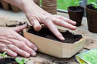 A woman covering newly sown Basil seeds with a thin layer of compost in a small carton on a potting bench