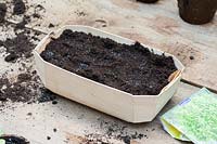 Newly sown Basil seeds in a small carton