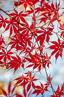 Acer Palmatum 'Chitoseyama' 