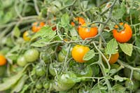 Solanum lycopersicum 'Sungold' - Tomatoes at various ripening stages 