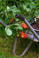 Fragaria x ananassa 'Christine'  - Strawberries planted in an old wheelbarrow