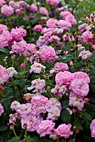 Rosa 'Belle Amour' A x D - an Alba and Damask rose cross