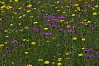 Wildflower meadow - Leontodon hispidus Rough Hawkbit, Knapweed  Centaurea nigra